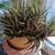 House plants 4 thumbnail