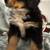 Bernese Moutain Dog Puppies 18 thumbnail