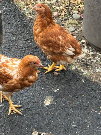 12 week old pullet chickens 1