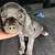Cane corso 2 thumbnail