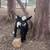 Nigerian Dwarf blue eyes goats 6 thumbnail