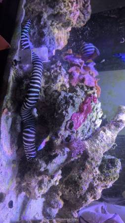 Zebra eel - $75 (Kempsville Virginia Beach)63882831560963122