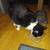 Female Sylvester cat needs a permanent home 5 thumbnail