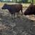 Red Angus Cows 3 thumbnail