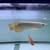 silver albino arowana 7 thumbnail
