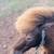 Mini Horses - Downsizing 6 thumbnail