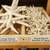 starfish all sizes all types $1 to $4 - other shells available as well 2 thumbnail
