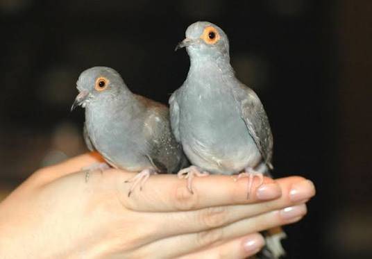 3 dimond doves 1