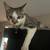 Missing cat 2 thumbnail