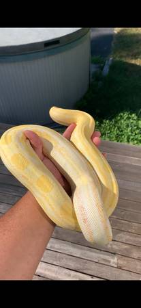 Dos Boas