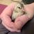 Quail 6 thumbnail