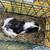guinea pigs for sale 12 thumbnail