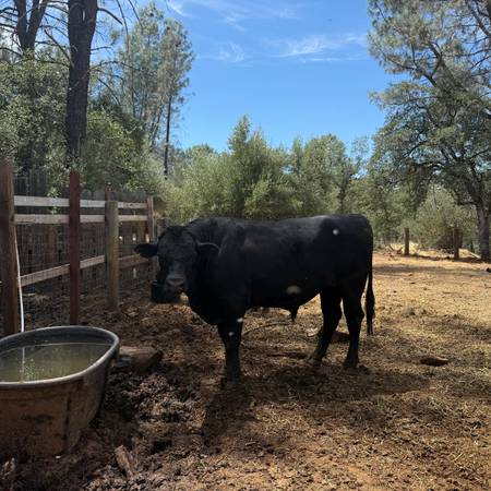 Livestock 1