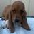 Basset hound puppy 2 thumbnail