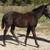 2025 AQHA Black Colt - Working Bloodlines 3 thumbnail