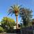 Tree service / Tree Trimming / Tree Removals (All Bay Area) 3 thumbnail