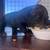 Cane Corso 5 thumbnail