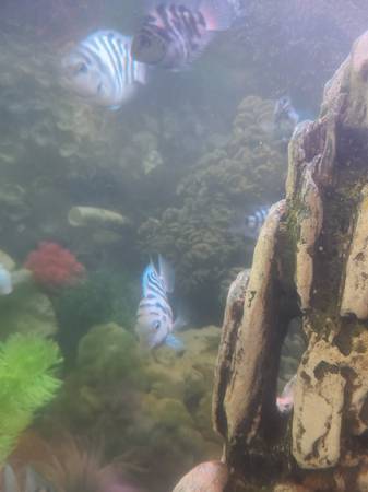 Convict Cichlids & Platinum Convict Cichlids Rehoming (Douglas)63978327244418124