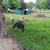 Shetland Sheep 4 thumbnail