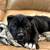 Pup who loves Sunday mornings 1 thumbnail