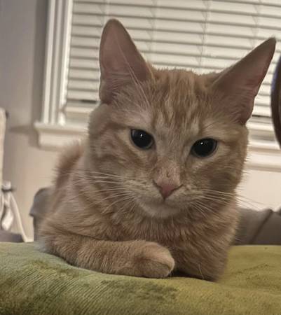 Gato naranja desaparecido — Recompensa de 300 $ (Distrito del Estadio)63684505894401123