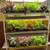 Houseplants Galore 12 thumbnail