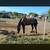 Gymkhana Large quarter pony cross 4 thumbnail