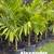 Palm Trees 5 thumbnail