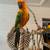 Sun Conure 5 thumbnail