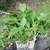Hostas! Hostas! Hostas! Pot bound/in bloom/ready for planting! 2 thumbnail