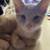 Two Kittens 4 thumbnail