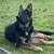 AKC German Shepherd 4 thumbnail