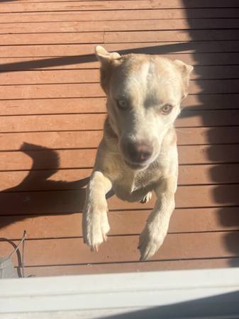 3y/o red female Husky needs home (Gresham)63842374623363122
