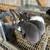Mini Rex Rabbits 3 thumbnail