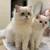 British shorthair and longhair Kitten for sales 8 thumbnail