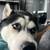 Husky for sale 3 thumbnail
