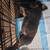 Fluffy FRENCHIE Pup 3 thumbnail