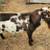 Cutie ND Doeling 5 thumbnail