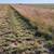 8% Protien Bluestem Grass Hay Round Bales early cut - 2023 3 thumbnail