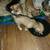9 weeks old puppies small breed cute and adorable. 6 thumbnail