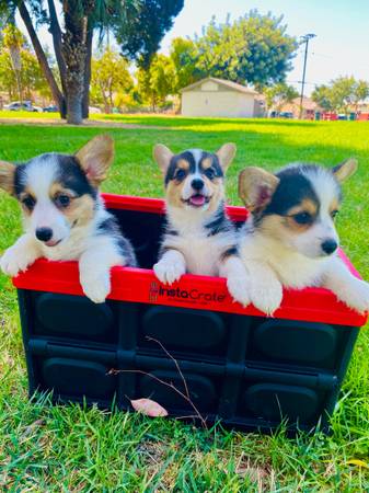 Pemvroke welsh corgis 1