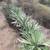 Agave angustifolia ///// Caribbean Agave --- 5 gallon 12 thumbnail
