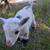 Nigerian Dwarf buckling goat (male baby goat) 12 thumbnail