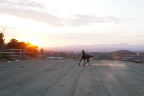 Marketing for Sale Horses Offered 1