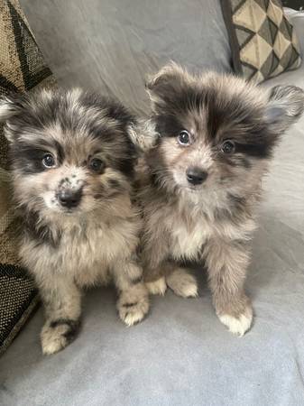 Cachorros de Pomerania