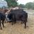 Feeding and breeding cattle 3 thumbnail