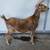 Registered Nigerian Dwarf Does and Buck 8 thumbnail