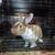 Rabbit 3 thumbnail