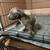 Pitbull puppies 8 thumbnail