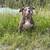 Biggie - American bully puppy rehoming 3 thumbnail